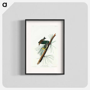 アートポスター-Pine Creeping Warbler
 - ジョン ジェームス オーデュボン Poster.
