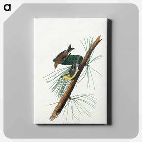 アートパネル-Pine Creeping Warbler
 - ジョン ジェームス オーデュボン Canvas.