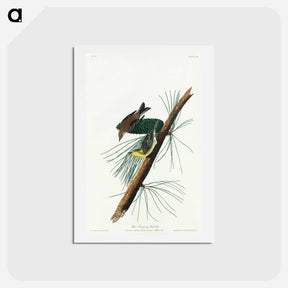 アートポストカード-Pine Creeping Warbler
 - ジョン ジェームス オーデュボン Postcard.