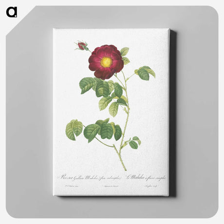 4-64_Pierre-Joseph-Redoute_canvas