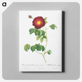 アートパネル-Simple-Flowered French Rose - ピエール ジョゼフ ルドゥーテ Canvas.