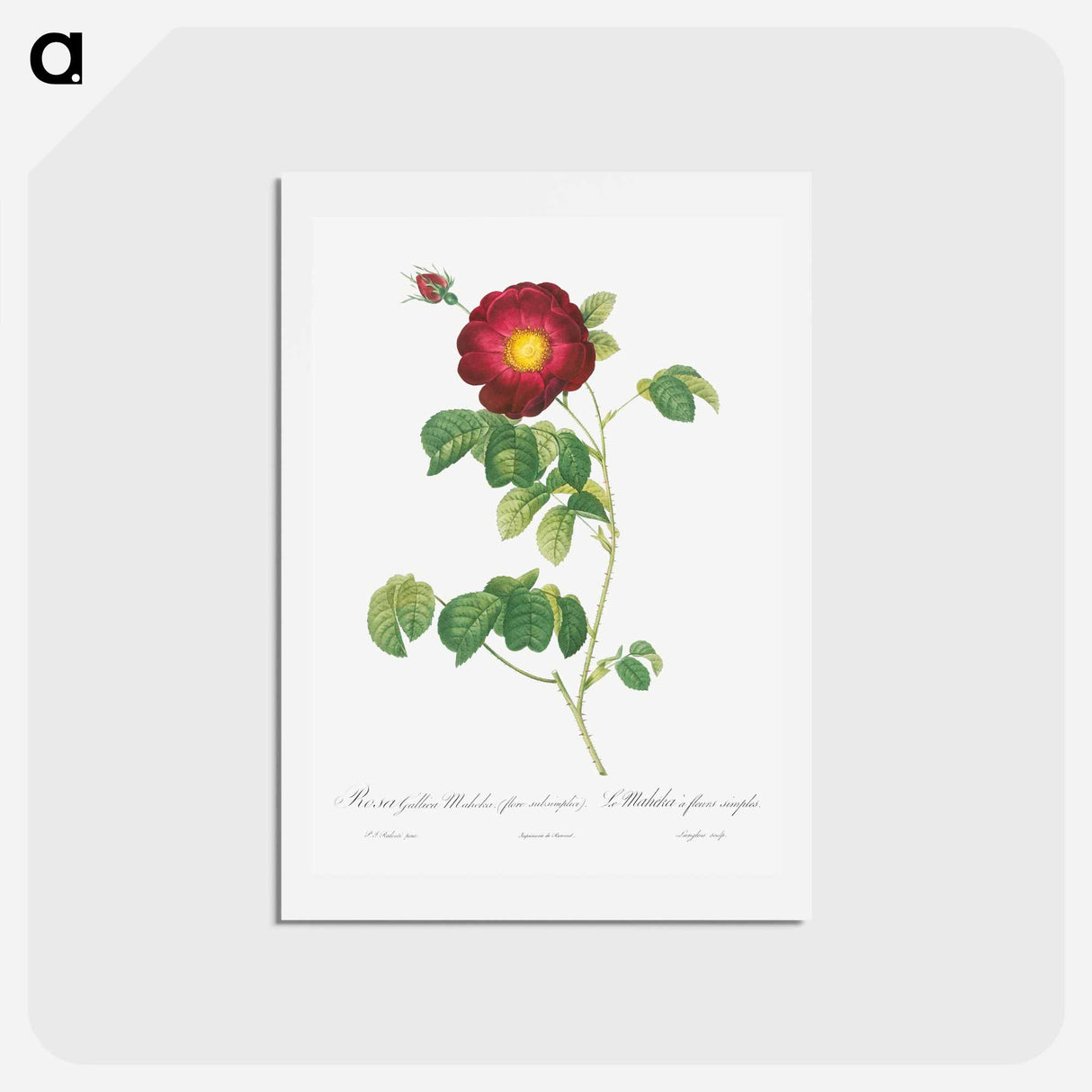 アートポストカード-Simple-Flowered French Rose - ピエール ジョゼフ ルドゥーテ Postcard.