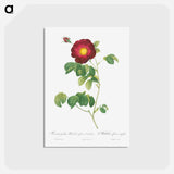 アートポストカード-Simple-Flowered French Rose - ピエール ジョゼフ ルドゥーテ Postcard.