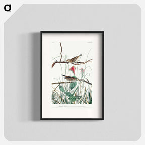 アートポスター-Savannah Finch from Birds of America
 - アメリカの鳥たち Poster.