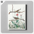 アートパネル-Savannah Finch from Birds of America
 - アメリカの鳥たち Canvas.