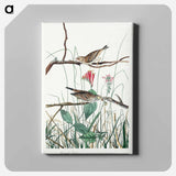 アートパネル-Savannah Finch from Birds of America
 - アメリカの鳥たち Canvas.