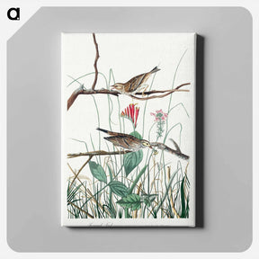 アートパネル-Savannah Finch from Birds of America
 - アメリカの鳥たち Canvas.