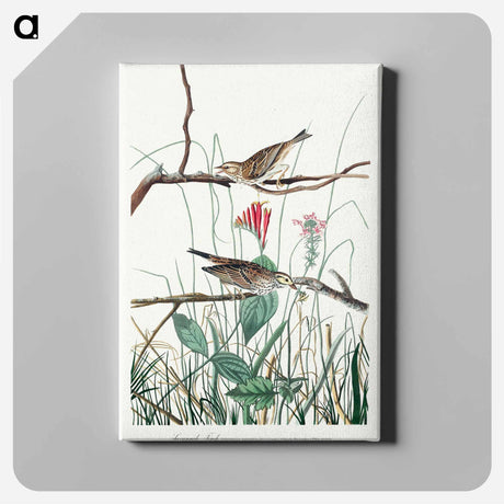 アートパネル-Savannah Finch from Birds of America
 - アメリカの鳥たち Canvas.