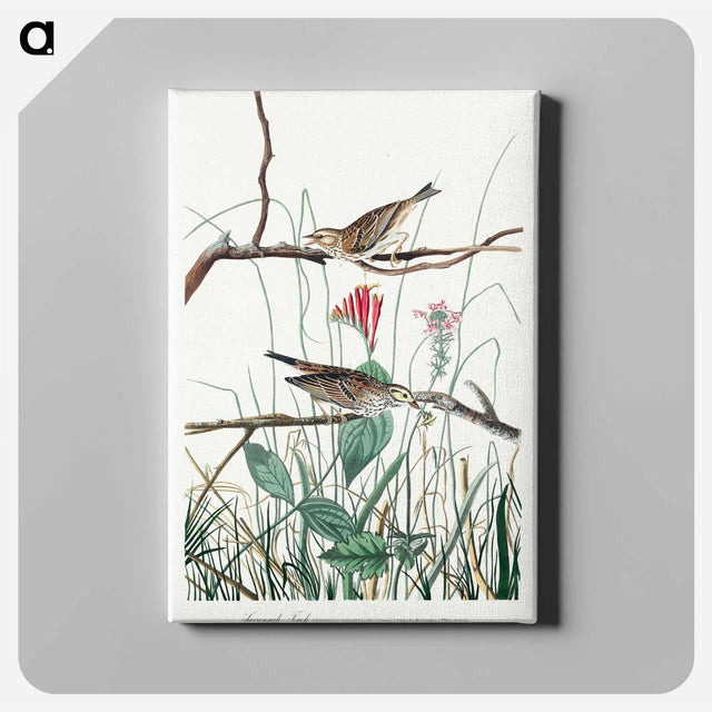 アートパネル-Savannah Finch from Birds of America
 - アメリカの鳥たち Canvas.