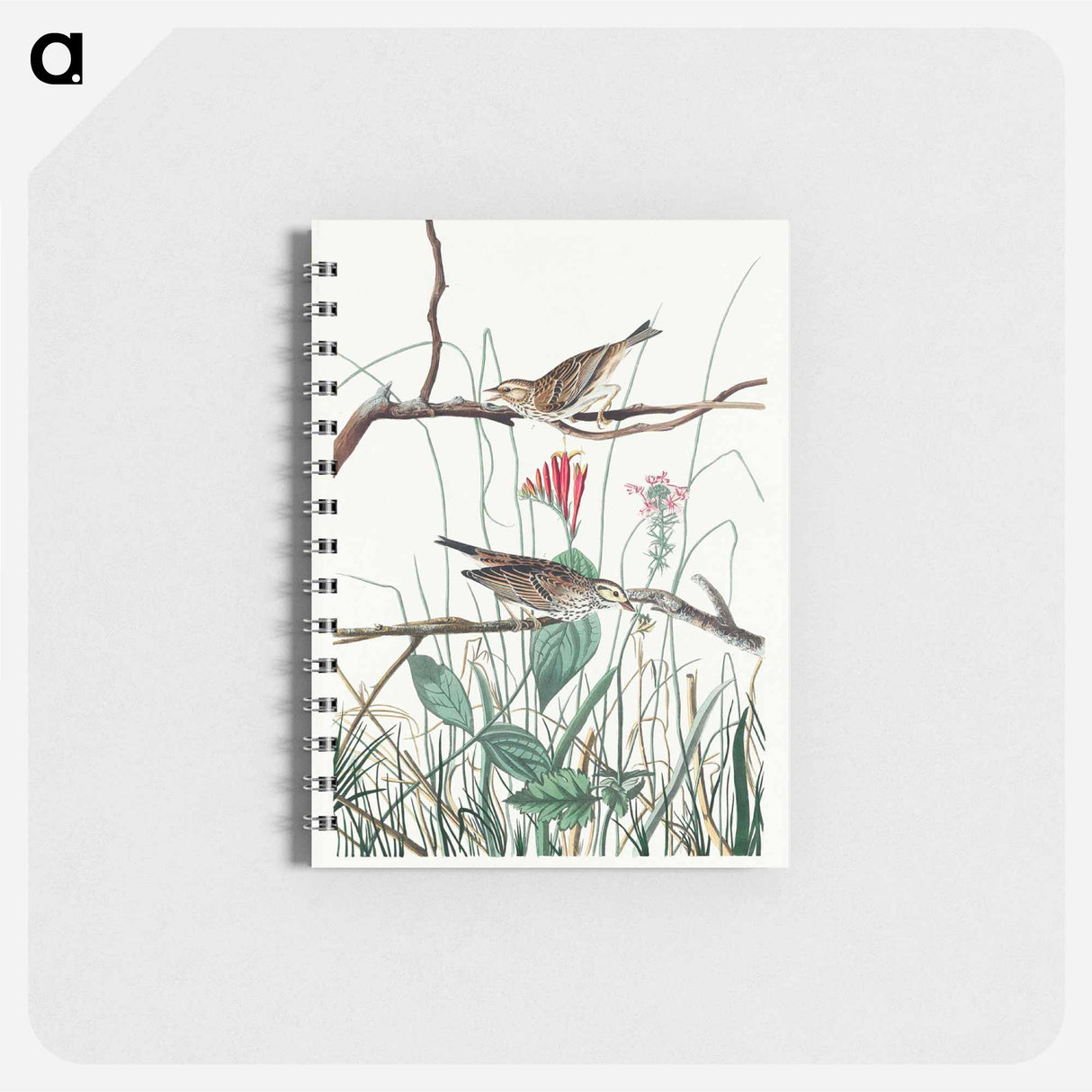 アートメモ帳-Savannah Finch from Birds of America
 - アメリカの鳥たち Memo.