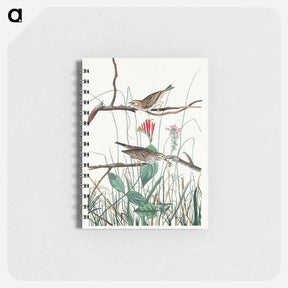 アートメモ帳-Savannah Finch from Birds of America
 - アメリカの鳥たち Memo.