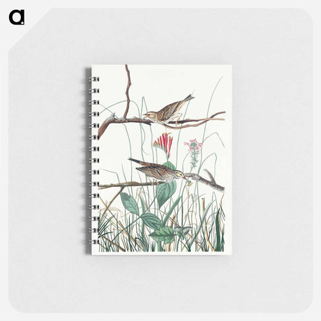 アートメモ帳-Savannah Finch from Birds of America
 - アメリカの鳥たち Memo.