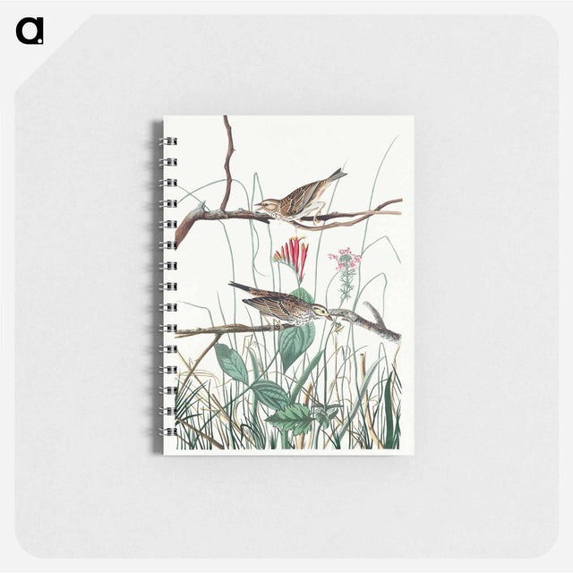 アートメモ帳-Savannah Finch from Birds of America
 - アメリカの鳥たち Memo.