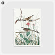 アートポストカード-Savannah Finch from Birds of America
 - アメリカの鳥たち Postcard.