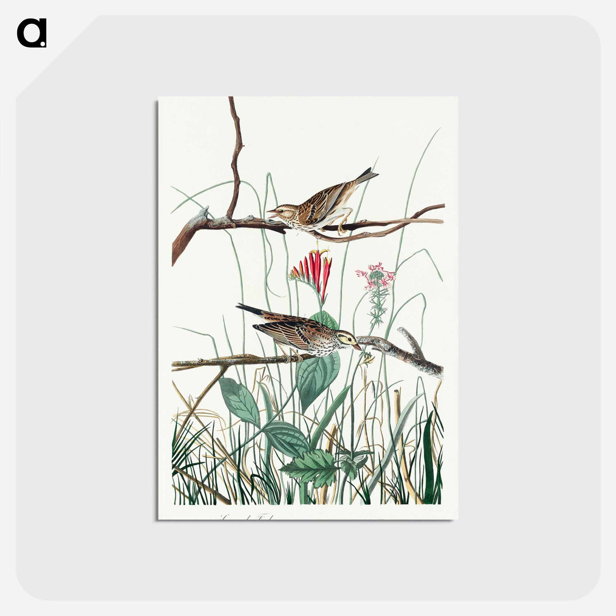 アートポストカード-Savannah Finch from Birds of America
 - アメリカの鳥たち Postcard.