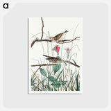 アートポストカード-Savannah Finch from Birds of America
 - アメリカの鳥たち Postcard.
