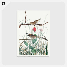 アートポストカード-Savannah Finch from Birds of America
 - アメリカの鳥たち Postcard.