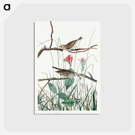 アートポストカード-Savannah Finch from Birds of America
 - アメリカの鳥たち Postcard.