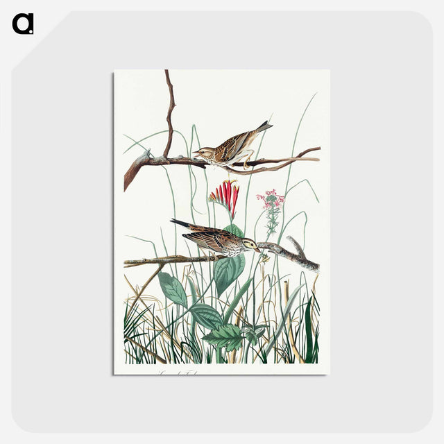 アートポストカード-Savannah Finch from Birds of America
 - アメリカの鳥たち Postcard.
