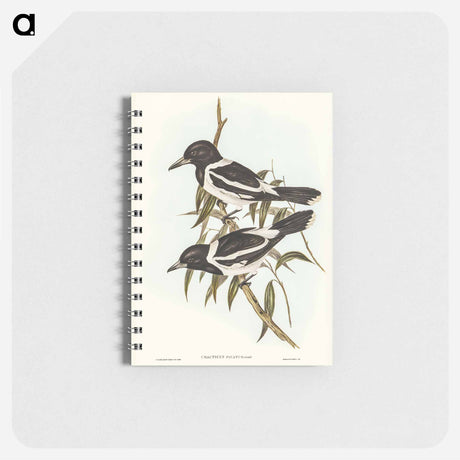 アートメモ帳-Pied Crow-Shrike
 - オーストラリアの鳥 Memo.