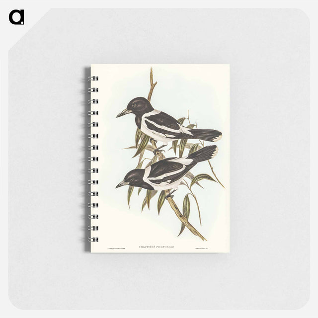 アートメモ帳-Pied Crow-Shrike
 - オーストラリアの鳥 Memo.