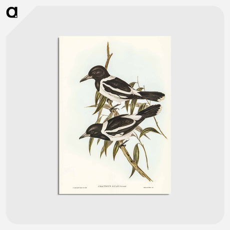 アートポストカード-Pied Crow-Shrike
 - オーストラリアの鳥 Postcard.