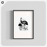 アートポスター-Cassowary
 - 大英図書館 Poster.