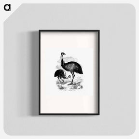 アートポスター-Cassowary
 - 大英図書館 Poster.