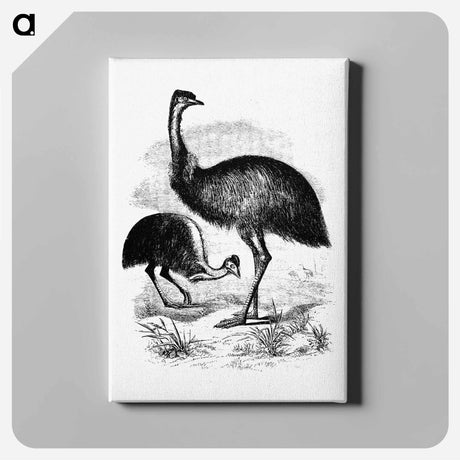 アートパネル-Cassowary
 - 大英図書館 Canvas.