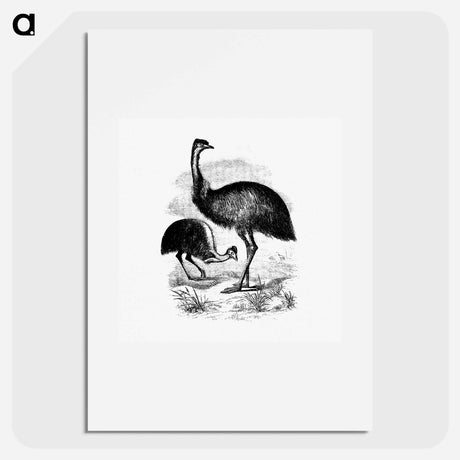 アートポスター-Cassowary
 - 大英図書館 Poster.