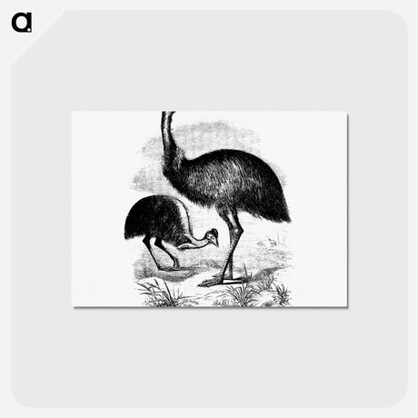 アートポストカード-Cassowary
 - 大英図書館 Postcard.