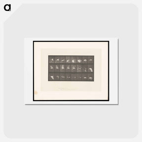 アートポストカード-Flying Cockatoo
 - エドワード マイブリッジ Postcard.