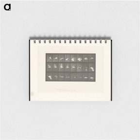 アートメモ帳-Flying Cockatoo
 - エドワード マイブリッジ Memo.