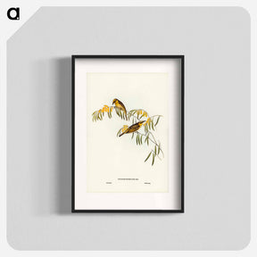 アートポスター-Plumed Honey-eater
 - ジョン グールド Poster.