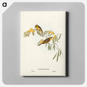 アートパネル-Plumed Honey-eater
 - ジョン グールド Canvas.