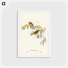 アートポストカード-Plumed Honey-eater
 - ジョン グールド Postcard.