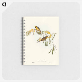 アートメモ帳-Plumed Honey-eater
 - ジョン グールド Memo.