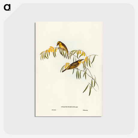 アートポストカード-Plumed Honey-eater
 - ジョン グールド Postcard.