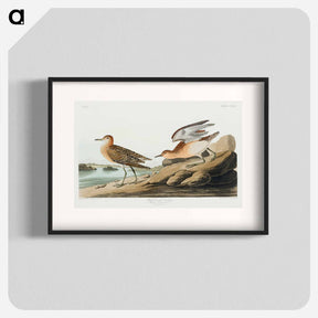 アートポスター-Buff-breasted Sandpiper
 - ジョン ジェームス オーデュボン Poster.