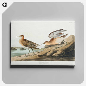 アートパネル-Buff-breasted Sandpiper
 - ジョン ジェームス オーデュボン Canvas.