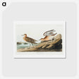 アートポストカード-Buff-breasted Sandpiper
 - ジョン ジェームス オーデュボン Postcard.