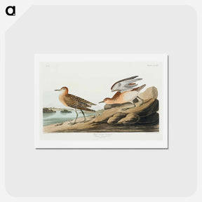 アートポストカード-Buff-breasted Sandpiper
 - ジョン ジェームス オーデュボン Postcard.