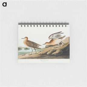 アートメモ帳-Buff-breasted Sandpiper
 - ジョン ジェームス オーデュボン Memo.