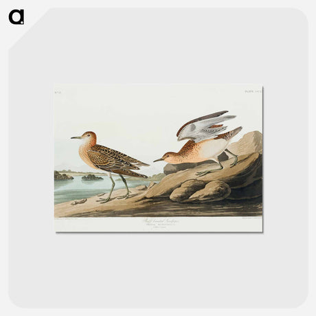 アートポストカード-Buff-breasted Sandpiper
 - ジョン ジェームス オーデュボン Postcard.