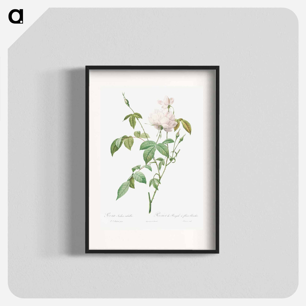 Variety of Monthly Rose also known as Bengal Rose with White Flowers - ピエール ジョゼフ ルドゥーテ Poster.