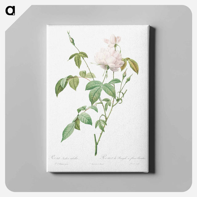 アートパネル-Variety of Monthly Rose also known as Bengal Rose with White Flowers - ピエール ジョゼフ ルドゥーテ Canvas.