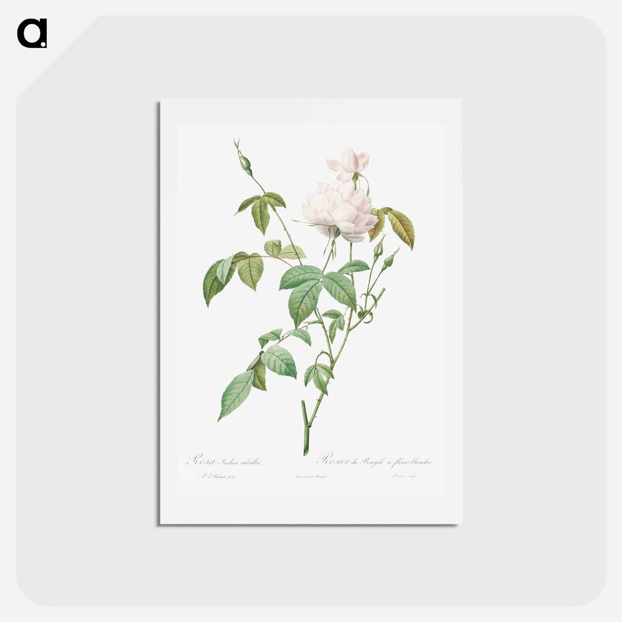 アートポストカード-Variety of Monthly Rose also known as Bengal Rose with White Flowers - ピエール ジョゼフ ルドゥーテ Postcard.