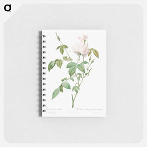 アートメモ帳-Variety of Monthly Rose also known as Bengal Rose with White Flowers - ピエール ジョゼフ ルドゥーテ Memo.