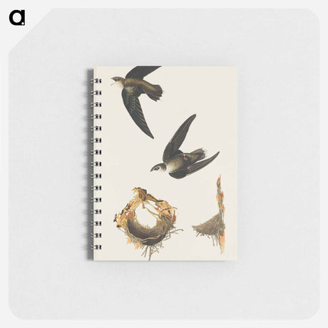 アートメモ帳-American Swift from Birds of America
 - アメリカの鳥たち Memo.