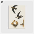 アートポストカード-American Swift from Birds of America
 - アメリカの鳥たち Postcard.